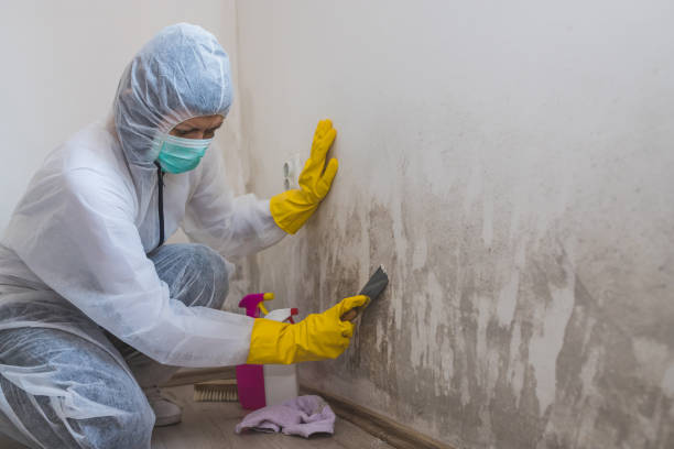 Best Mold Removal for HVAC Installations  in Detroit Beach, MI