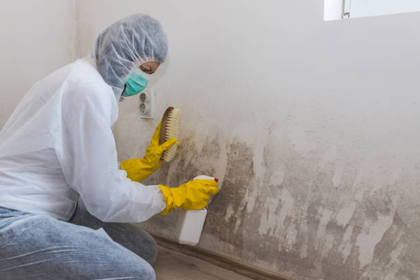 Best Basement Mold Removal  in Detroit Beach, MI