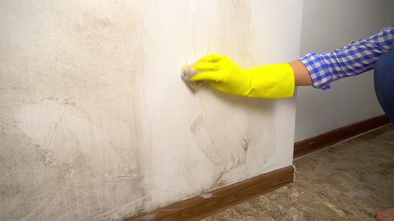 Biohazard Mold Removal in Detroit Beach, MI