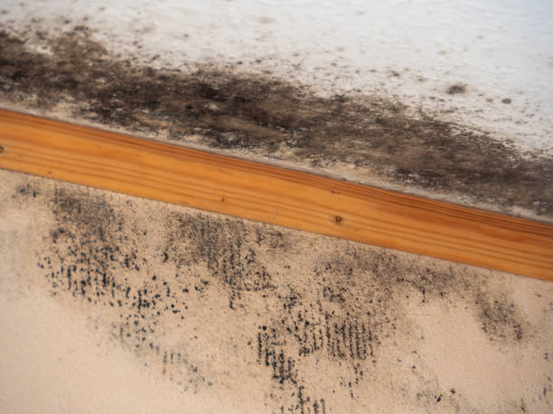Best Post-Construction Mold Inspection  in Detroit Beach, MI