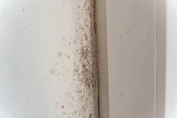 Best Dehumidification Services  in Detroit Beach, MI