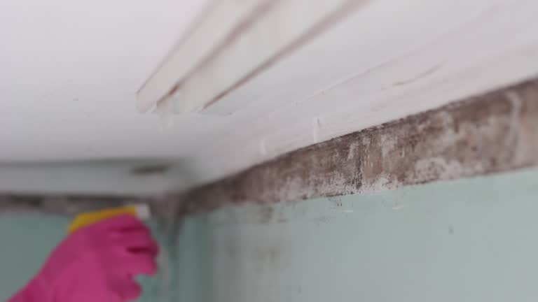 Best Asbestos and Lead Testing During Mold Inspection  in Detroit Beach, MI