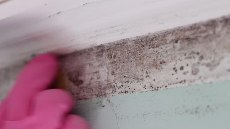 Best Water Damage & Mold Remediation  in Detroit Beach, MI